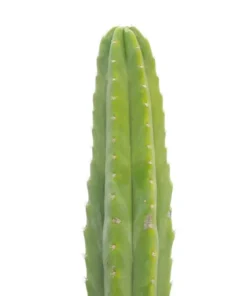 San Pedro Cactus Cuttings – Trichocereus Pachanoi Echinopsis Top Cuttings