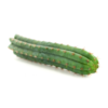 Peruvian Torch Cactus Cutting