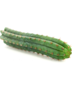 Peruvian Torch Cactus Cutting